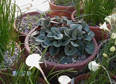 Cyclamen defrosted